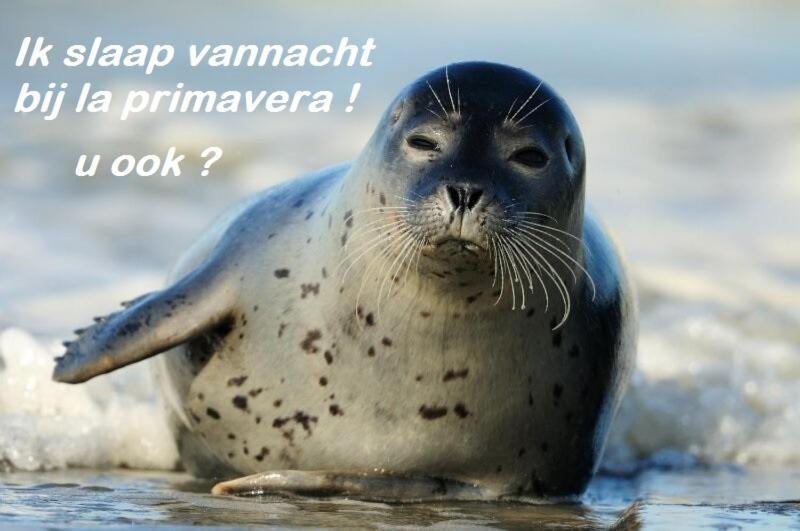 La Primavera De Koog  Eksteriør billede